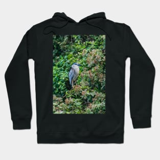 Black crowned night heron in Honolulu 2 Hoodie